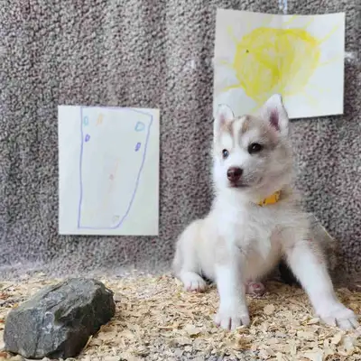 Chiots husky sibérien pure race nées le 14 mars 2025 Ils seront vaccinés, vermifugés et prêts a rejo...