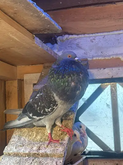  Pigeon baby’s , View more