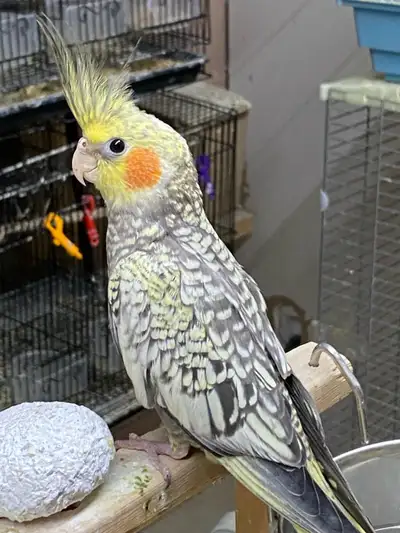 Young Cockatiel, View more