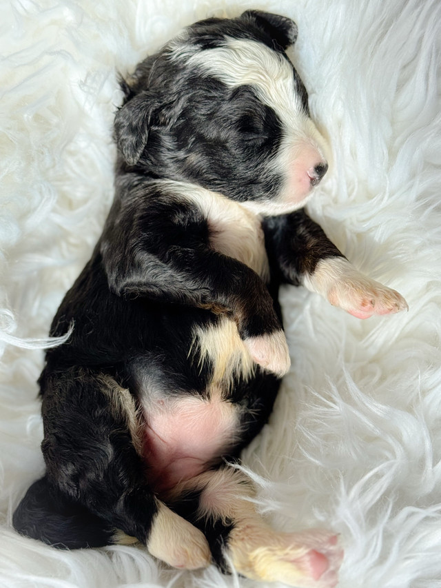 Micro Bernedoodle in Dogs & Puppies for Rehoming in City of Toronto - Image 3