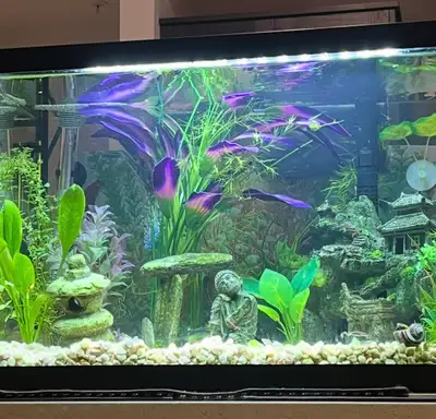 20 Gallon Aquarium & Supplies - $150 OBO, View more
