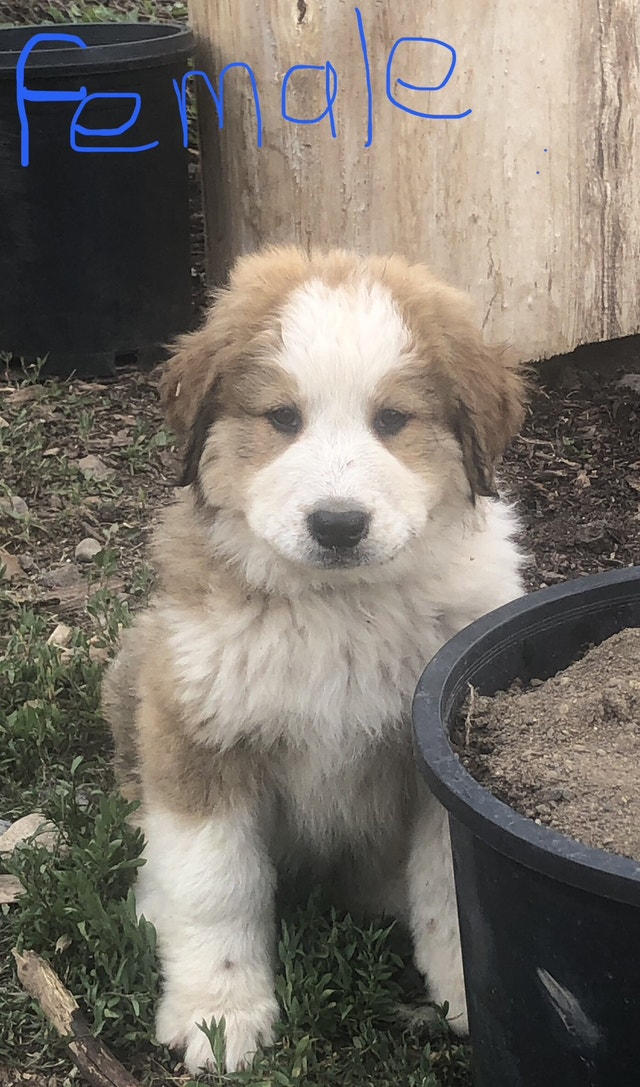 ONLY 3 LEFT. Bernese/Pyrenees Dogs & Puppies for Rehoming Smithers