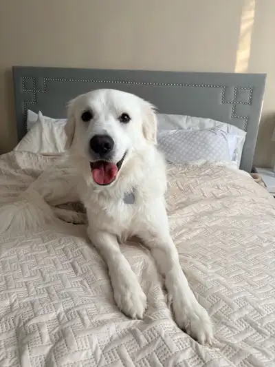 Arthur needs a new home , View more