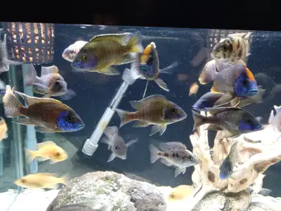 Peacock Cichlids, View more