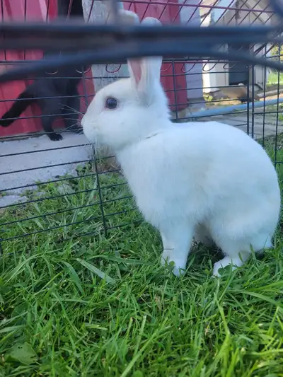 adorable bunny, View more