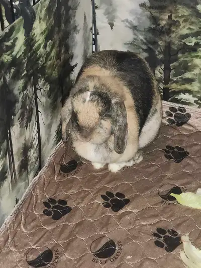 Desperate!   2 female Holland Lop Bunnies, View more
