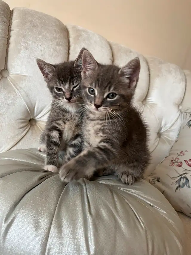 FIFI et FOUFOU 2 magnifiques chatons tigrés in Cats & Kittens for Rehoming in Laval / North Shore - Image 5