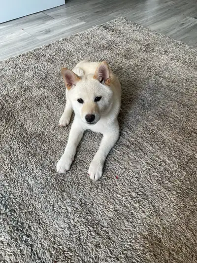 hi i have on shiba inu puppy girl left, i am selling her for my brother who breeds them, she is very...