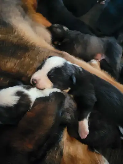 puppies for sale, View more