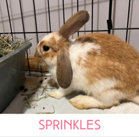 Sprinkles - Juvenile Spayed Female
