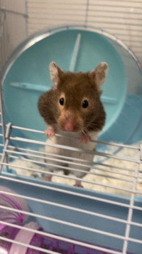 Gray Short-Hair Syrian Hamster for Sale
