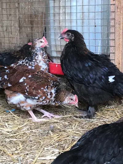 Roosters, 10-12 weeks old. 5 Copper Maran and 4 Speckled Sussex. (All pure breed) 10$ each or take a...