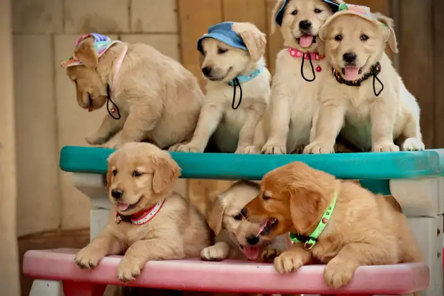 Golden retriever puppies in Dogs & Puppies for Rehoming in Mississauga / Peel Region - Image 10