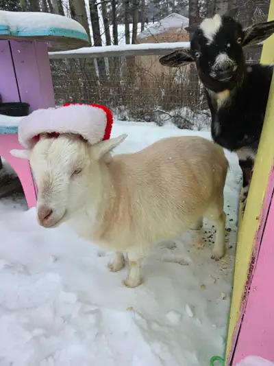 3 adorable goats for sale. Nigerian/Nubian, View more