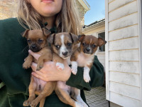3 Chorkie puppies 
