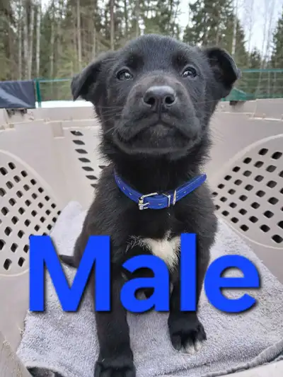 German Shepherd Puppies, View more