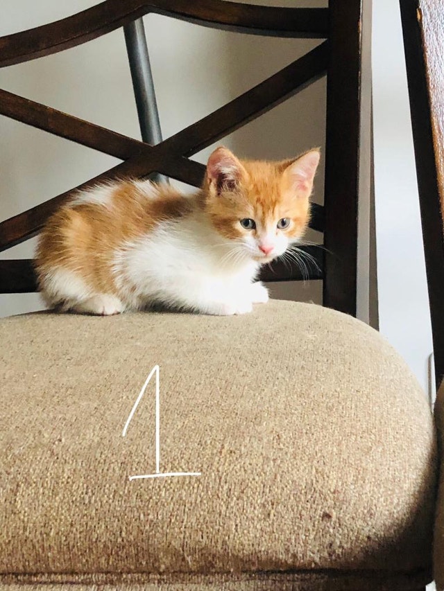 Kittens For Sale Cats & Kittens for Rehoming Oshawa / Durham Region