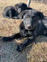 German shepherd/Labrador/mixed breed puppies