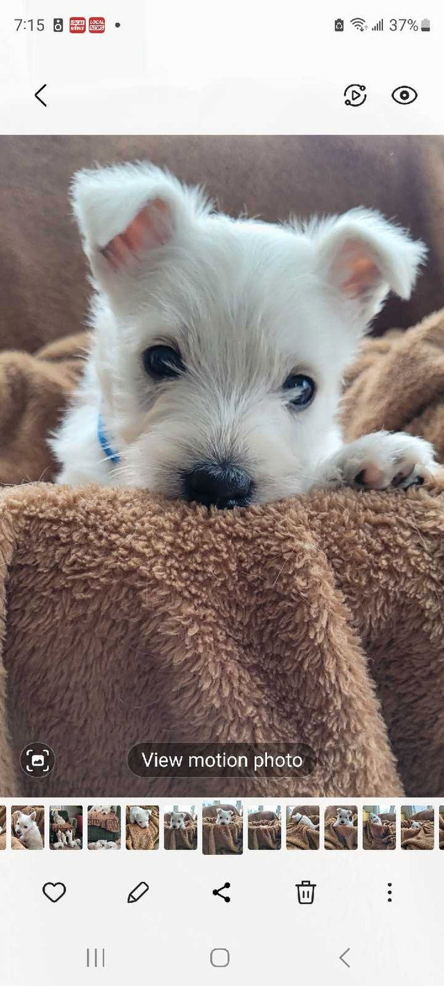 Westies  in Dogs & Puppies for Rehoming in Charlottetown - Image 2