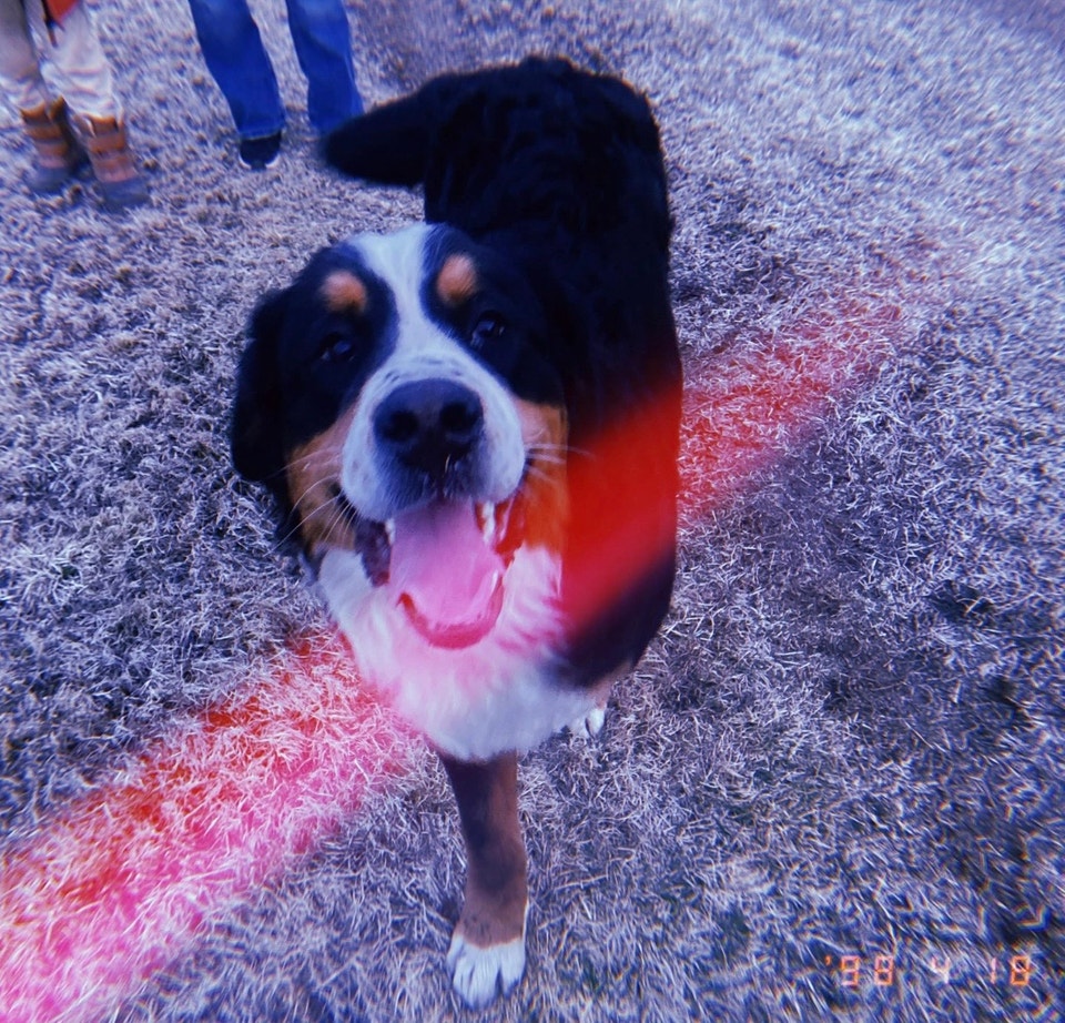 Bernese Mountain Dog | Dogs & Puppies for Rehoming | Truro | Free local ...