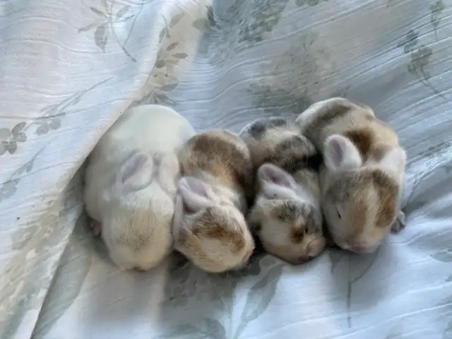 Holland Lop baby bunnies✨ in Small Animals for Rehoming in Delta/Surrey/Langley - Image 3