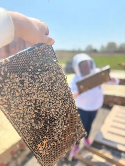 strong bees nucs bee homes , View more