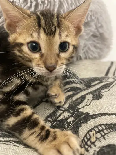 Bébé bengal parents tica Chaton née le 23 mars 2025 4502752805 Alex Pas opérer