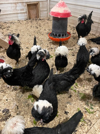 Bantam Chickens, Pheasants