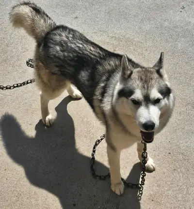 Male  Siberian Registered, View more