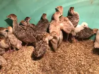 Turkey poults and hatching eggs! 