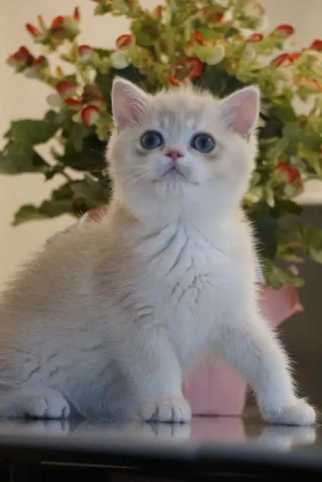 Purebred British shorthair kittens TICA. . in Cats & Kittens for Rehoming in City of Montréal - Image 11