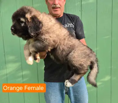 **Caucasian Shepherd Puppies** Russian Bear Dogs, View more