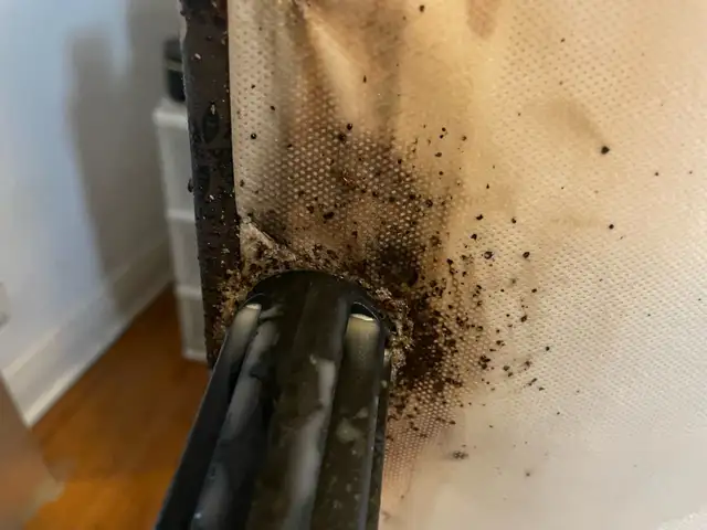 Bedbug Removal Service449688948452904964