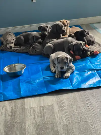 Great Dane Puppies, View more