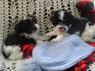 havanese pups for sale, View more