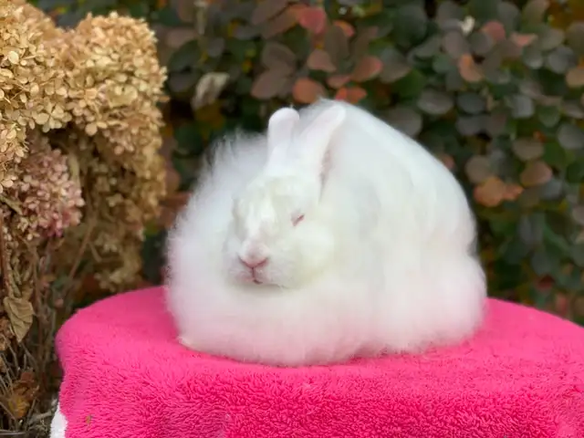 English and Satin Angora Rabbits in Small Animals for Rehoming in City of Toronto - Image 5