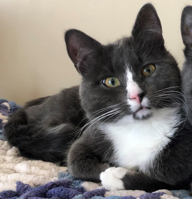 Male Snowshoe mix Cats & Kittens for Rehoming Calgary Kijiji