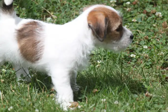 CKC REGISTERED (JACK) RUSSELL PUPPY. CHAMPION BLOODLINE in Dogs & Puppies for Rehoming in Chatham-Kent - Image 6