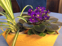 HOUSEPLANT GIFT: Duo in Decorative Lined Trough