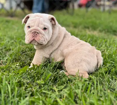 English Bulldog Puppy , View more