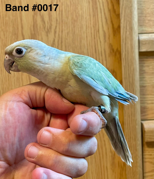 Tame & Friendly Violet Mint conure babies in Birds for Rehoming in Red Deer - Image 2
