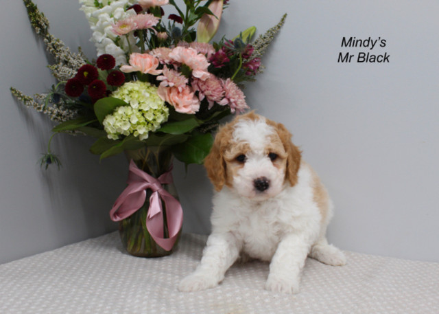 WAVENY GOLDENS - F1b Moyen Goldendoodle Male Puppies in Dogs & Puppies for Rehoming in Saskatoon - Image 2