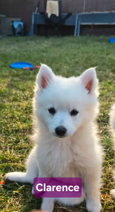*Only 2 left!* Pomimo puppies, View more