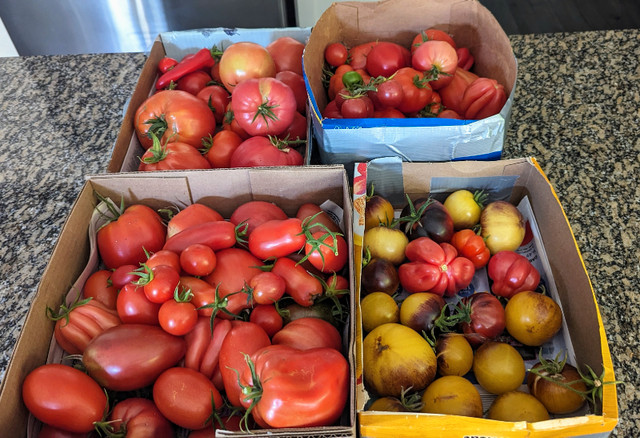 Tomato Plant Sale in Plants, Fertilizer & Soil in Delta/Surrey/Langley