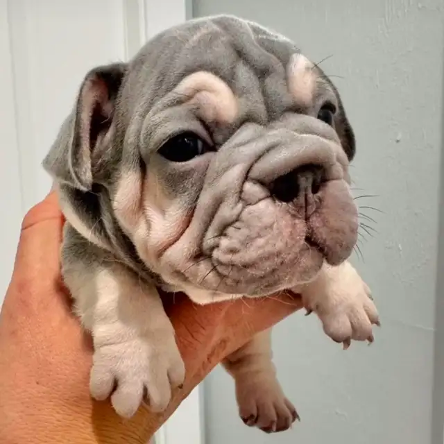 BOULEDOGUE FRANCAIS / FRENCH BULLDOG in Dogs & Puppies for Rehoming in Laval / North Shore - Image 3