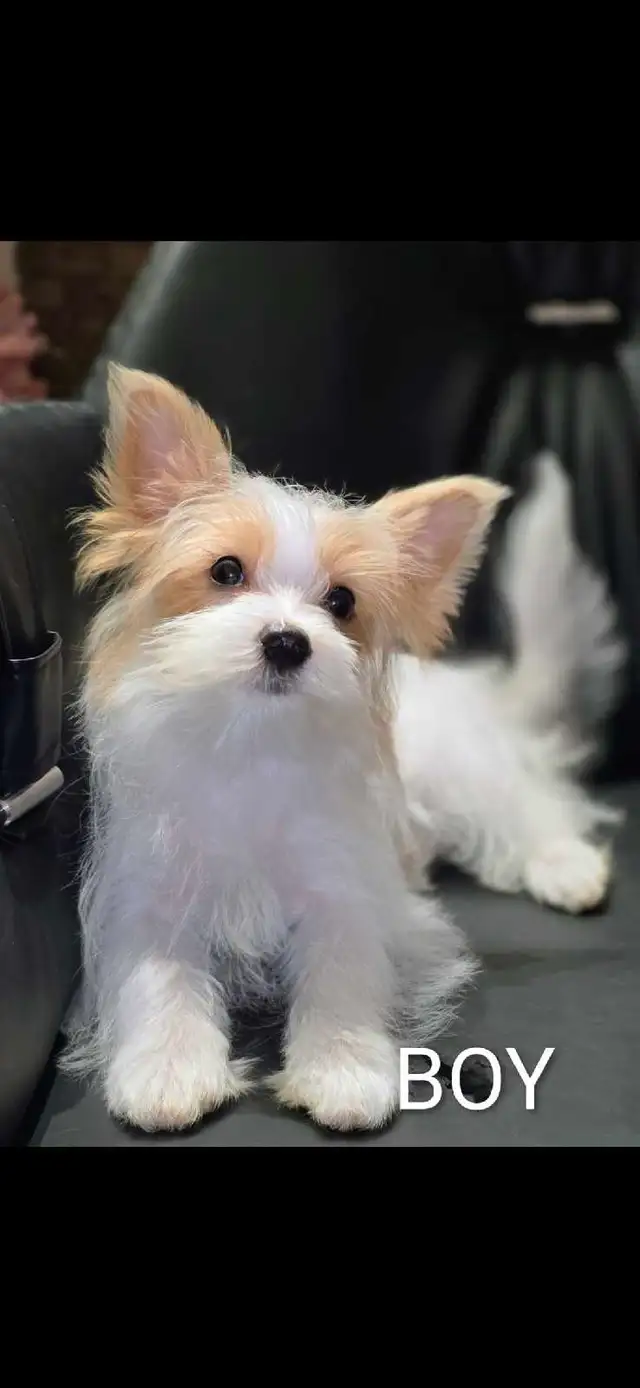  Pure Breed Yorkie  boy in Cats & Kittens for Rehoming in Edmonton - Image 7
