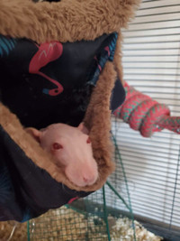 Two Female Rats (1 hairless!!) 