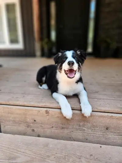 Ready - Registered Border Collies, View more