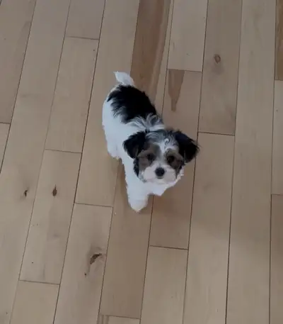 Bonjour !!! Je suis à la recherche de ma famille adoptive car je suis grand / grande maintenant, j’a...