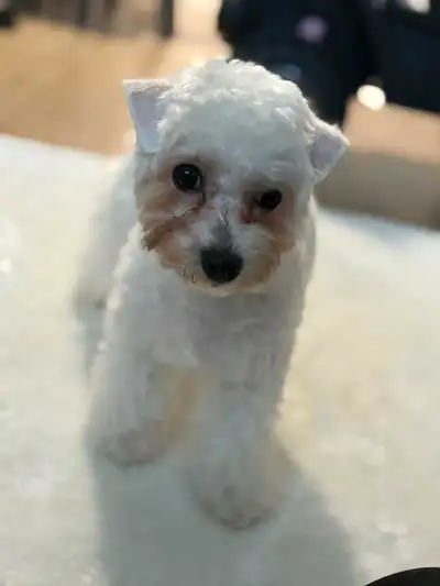  Sweet Bichon Puppy Looking for a Loving Home , View more